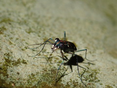 Cylindera psilica