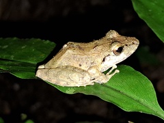 Pristimantis lanthanites