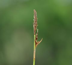 Carex umbrosa