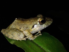 Pristimantis lanthanites