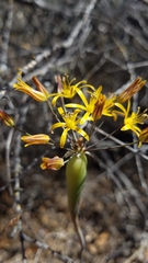 Bloomeria crocea aurea