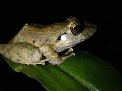 Pristimantis lanthanites