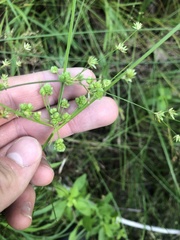 Cyperus pseudovegetus