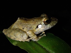 Pristimantis lanthanites
