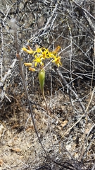 Bloomeria crocea aurea