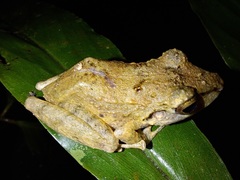 Pristimantis lanthanites