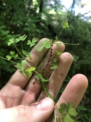 Oxalis florida