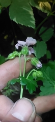 Geranium macrorrhizum