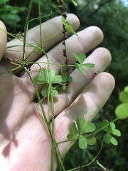 Oxalis florida