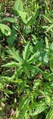Napaea dioica