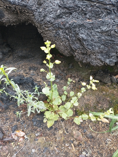 Image of Erythranthe arvensis by no rights reserved