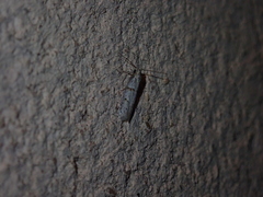 Symmocoides oxybiella