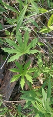 Napaea dioica