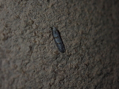 Symmocoides oxybiella