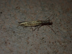 Pleurota aristella