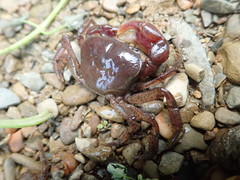 Geothelphusa ferruginea