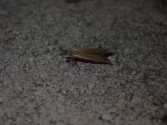 Pleurota aristella