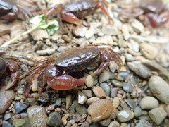 Geothelphusa ferruginea