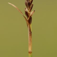 Carex umbrosa