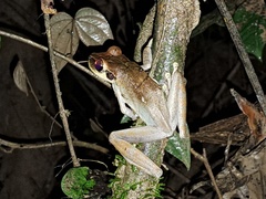 Osteocephalus planiceps