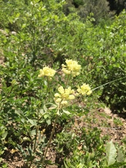 Eriogonum heracleoides
