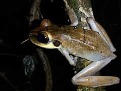 Osteocephalus planiceps