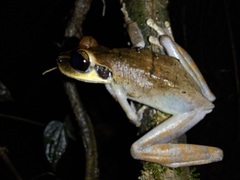 Osteocephalus planiceps