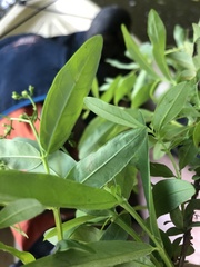 Hypericum nudiflorum