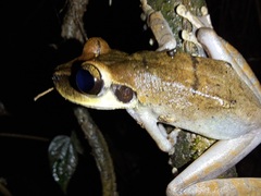 Osteocephalus planiceps