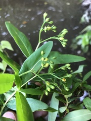 Hypericum nudiflorum