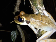 Osteocephalus planiceps