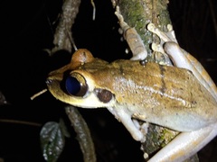 Osteocephalus planiceps