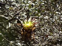 Tillandsia imperialis