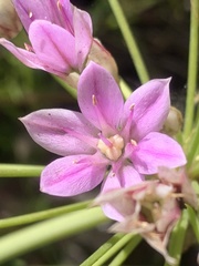 Allium unifolium