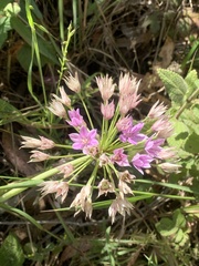Allium unifolium