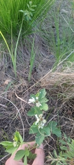 Rubus michiganensis