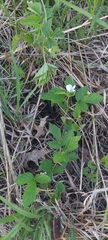 Rubus michiganensis