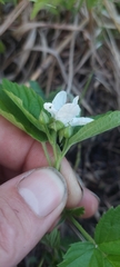 Rubus michiganensis