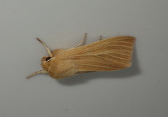 Mythimna pallens