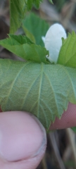 Rubus michiganensis