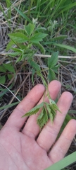 Rubus michiganensis
