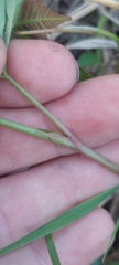 Rubus michiganensis