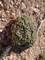 Eriogonum shockleyi