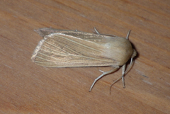 Mythimna pallens