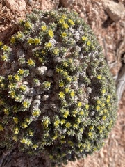 Eriogonum shockleyi