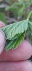 Rubus michiganensis