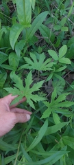 Napaea dioica