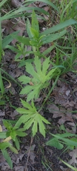 Napaea dioica