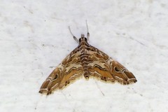 Paracymoriza vagalis