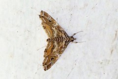 Paracymoriza vagalis